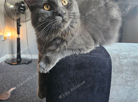 6 month old maine coon
