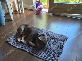 French Bulldog 2yr old male.