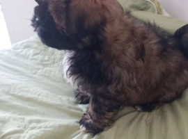 1 boy pup