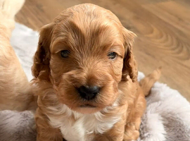 Toy cockapoo puppies