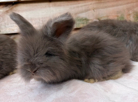 pedigree english angora