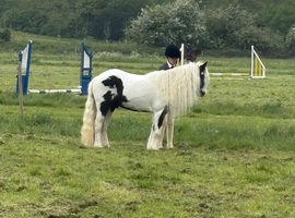 Benson 12hh piebald cob gelding