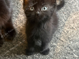 Kittens available pure black and black and white