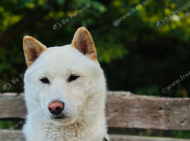 KC Registered Cream Shiba Inu Stud &ndash; Teddy
