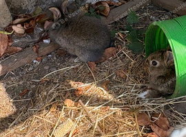 2 Netherland Dwarf Buck