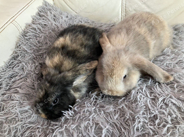 Female mini lops