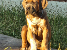 Beautiful mastiff