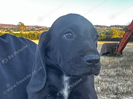 Bavarian Mountain Hound x Springer Spaniel