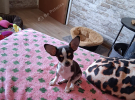 CHIHUAHUA TEA CUP MALE PUPPY