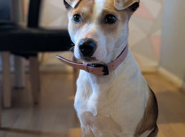 Jack Russell cross whippy