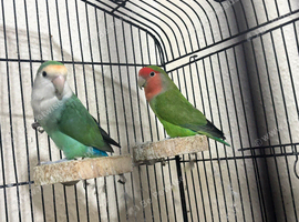 Love birds