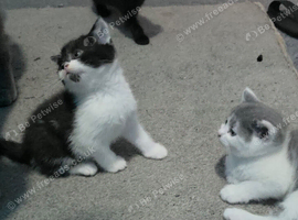 British shorthair cross kittens ready to leave