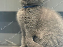 Stunning BSH male kitten