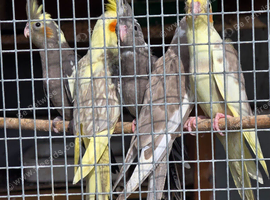 Cockatiels