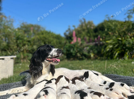 KC registered springer spaniel pups