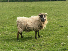 Two BORERAY Ewes