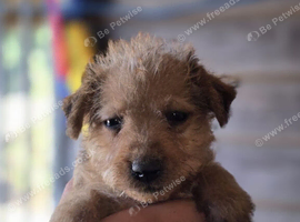 Patterdale fell terrier puppies