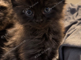 Maine Coon Boy Kitten.