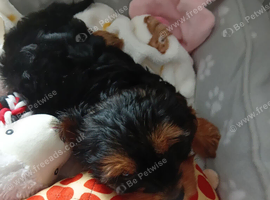 Female pup
