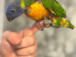 Hand-Reared Rainbow Lorikeet