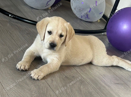 Golden Labrador pup