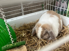 Flora the lop