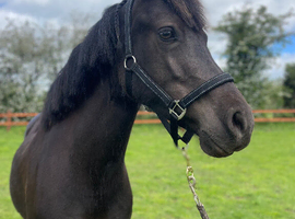 Amazing Smokey Black Welsh section D mare