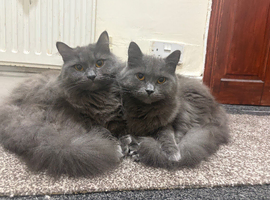 2 male cats