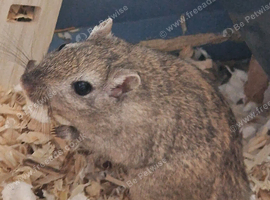 2 gerbil for rehoming.