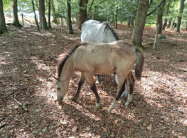 Registered and p/b colts