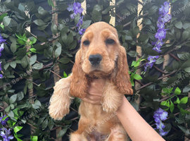 Stunning KC Registered Show cocker spaniel
