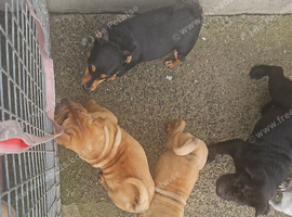 Fawn shar pei