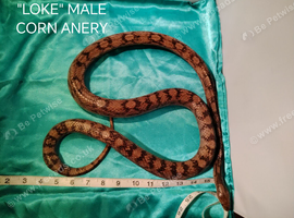 Corn snake x 2 Blizzard / Snow