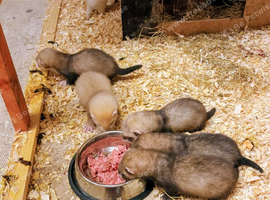 Ferret kits