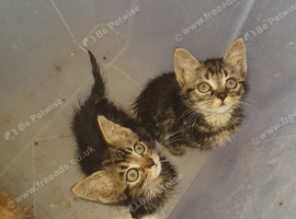 Two Gorgeous Bengal Tabby bengal mixed kittens for sale