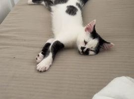 Beautiful 15 week old Kitten