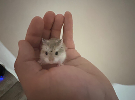5 Russian dwarf hamster