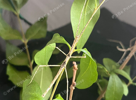 10+ Zomorph stick insects