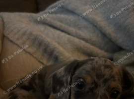 2 KC registered dapple miniature Dachshund