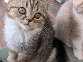 Exotic kitten ready now