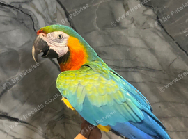 Stunning HandReared Super Tame Cuddly Talking Harlequin Macaw Parrot,5