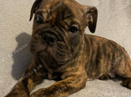 English bulldog puppies ready now