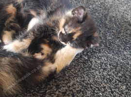 Kittens