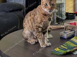 5 years female Bengal cat