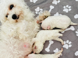 Bichons Frise