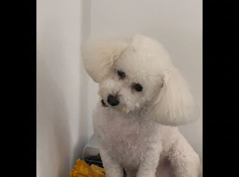Teddybear for stud