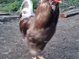 Easter egger hatching eggs