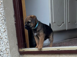 Ready to go now! Border Terrier puppies ONLY 2 BOYS LEFT! SLEM clear