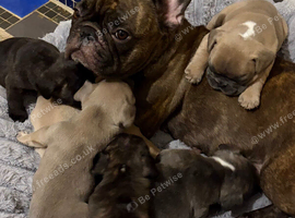 KC Reg Pedigree French Bulldog Puppies