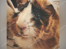 Twix